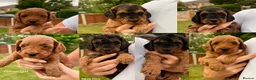 Cockapoo dogs for sale: Red & Sable F1B Cockapoos 🐶  - Advert 1