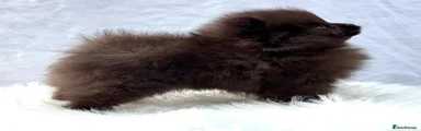Pomeranian Puppy 6 SONIC