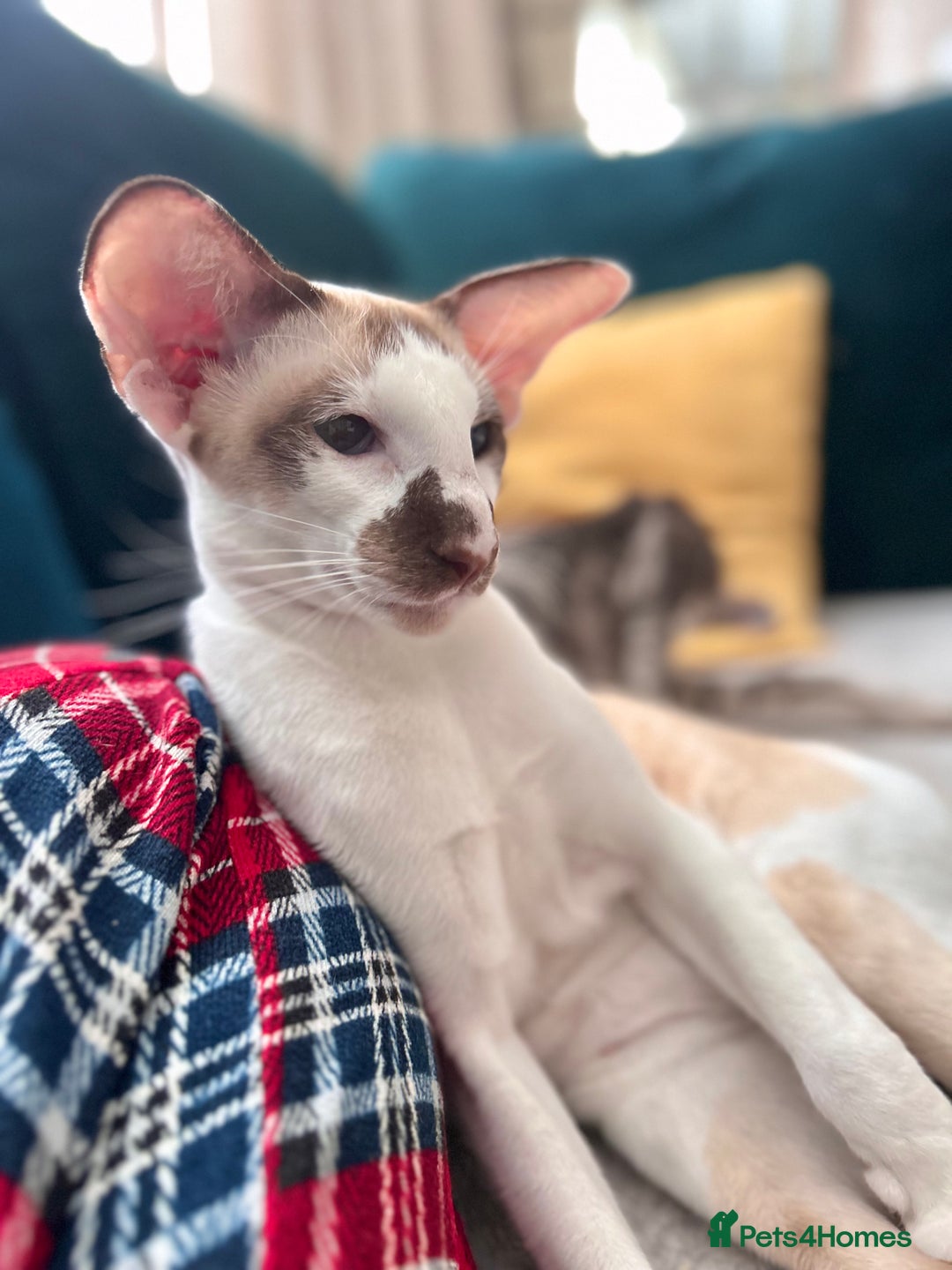 Siamese cats for sale: Siamese bicolour girl  - Advert 3