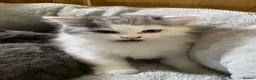 Mixed Breed cats for sale: Beautiful fluffy kittens available  - Advert 12