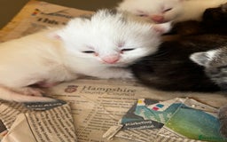 Mixed Breed cats for sale: 5 beautifull short hair. Kitten  - Image 8