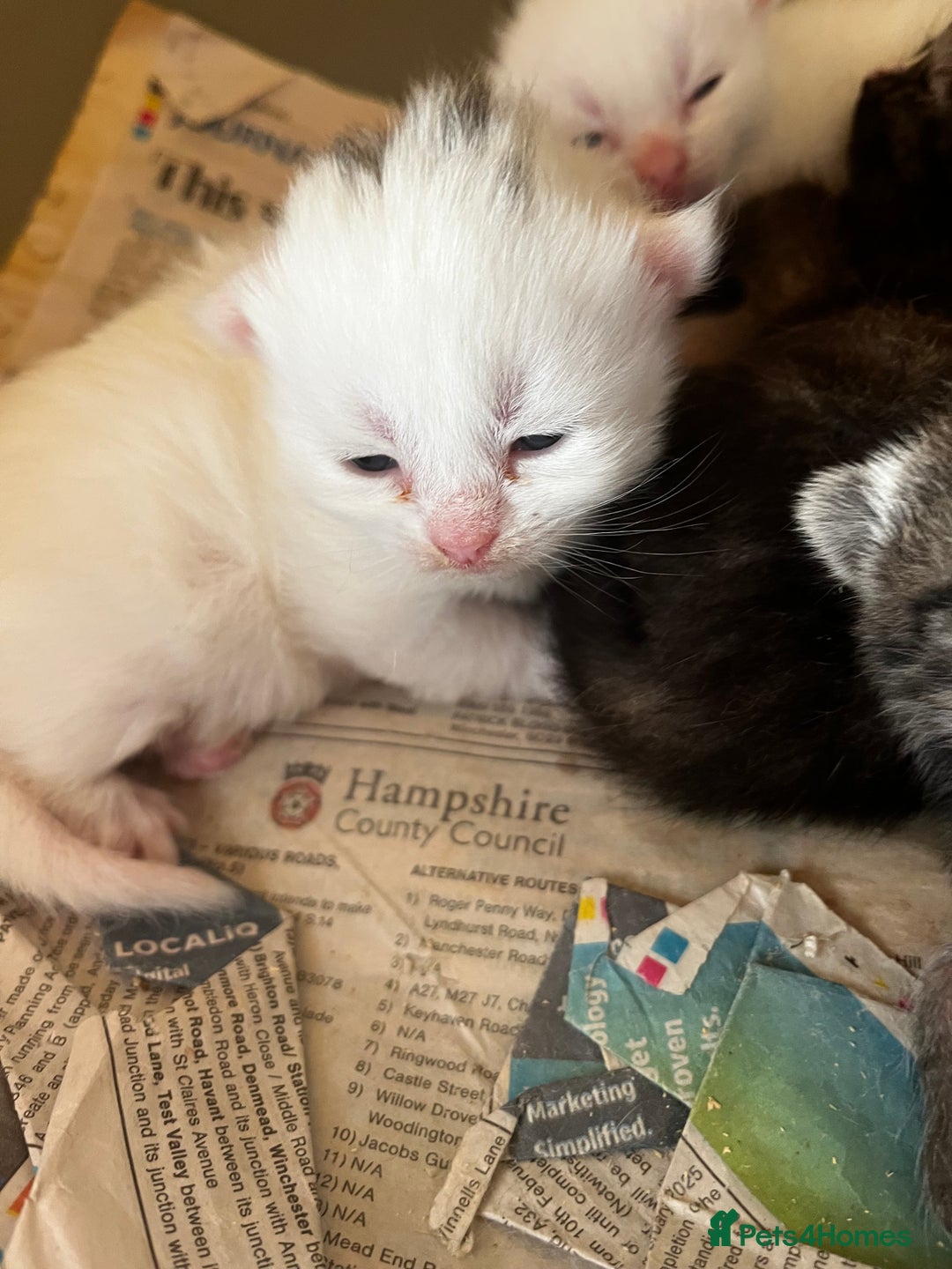 Mixed Breed cats for sale: 5 beautifull short hair. Kitten  - Image 8