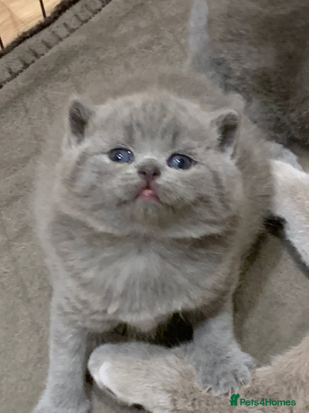 British Shorthair cats for sale: 1 Boy Left-GCCF Pedigr Pure Blue British Shorthair - Image 12