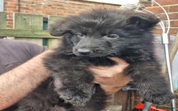 German Shepherd dogs for sale: KC German Shepherd pups LAST 2 BOYS! - Image 27