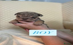 English Bulldog dogs for sale: English Bulldog - Image 12