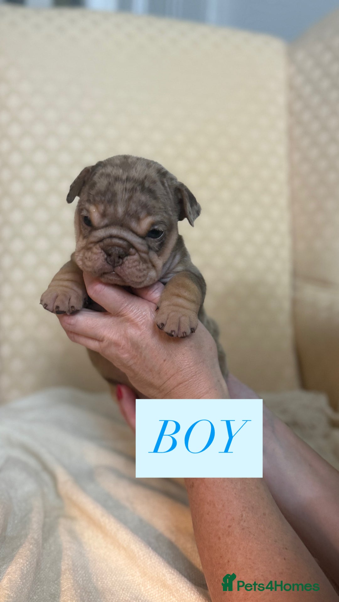 English Bulldog dogs for sale: English Bulldog - Image 12