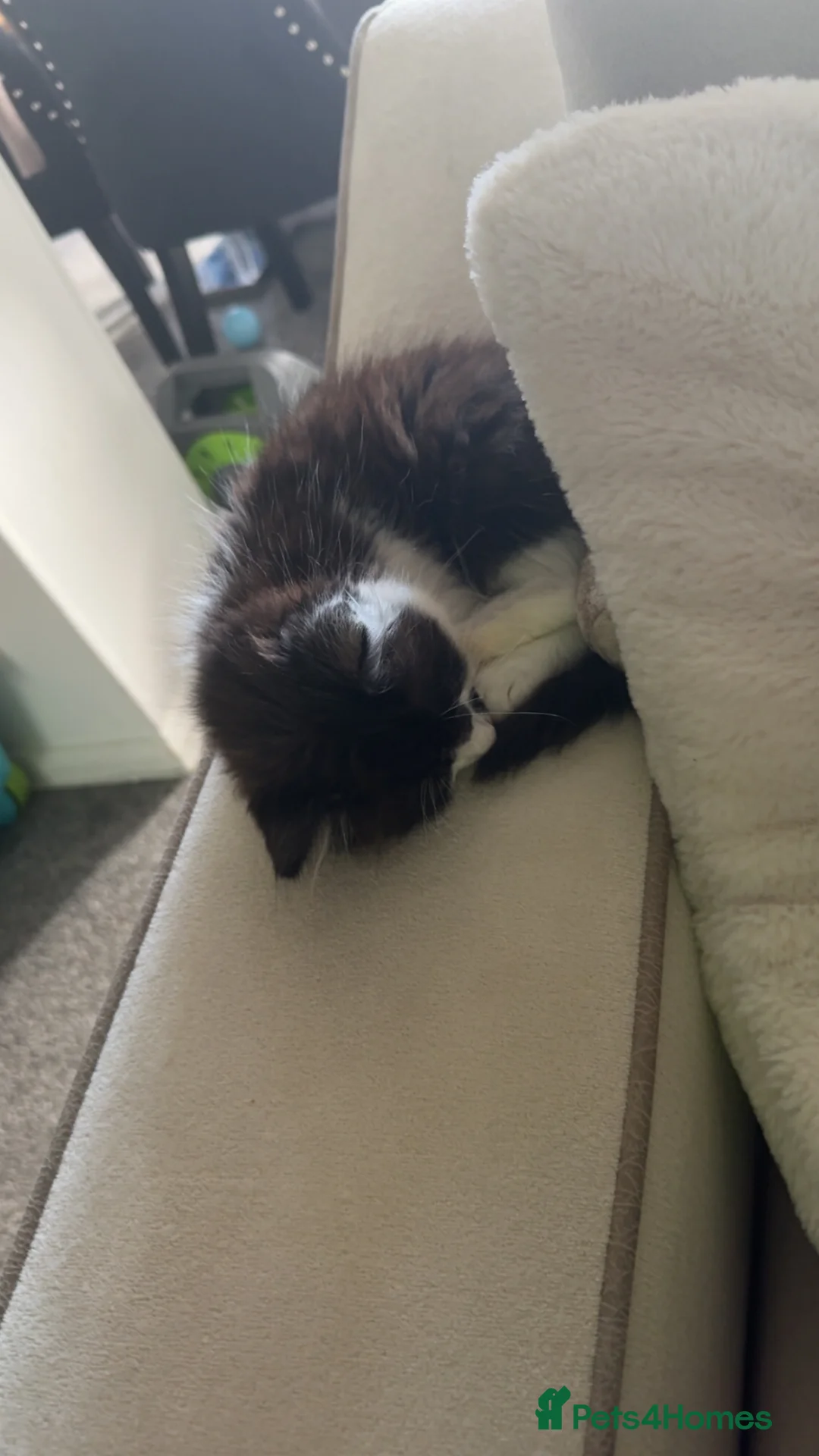 Mixed Breed cats for sale: 10 week old long haired kitten  - Advert 5