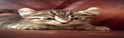 Mixed Breed cats for sale: Mixed breed kittens available for new home  - Advert 5
