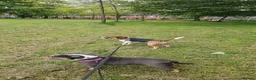 Olde English Bulldogge dogs for sale: Old english bulldog 19 months old in Stoke-on-Trent - Advert 2