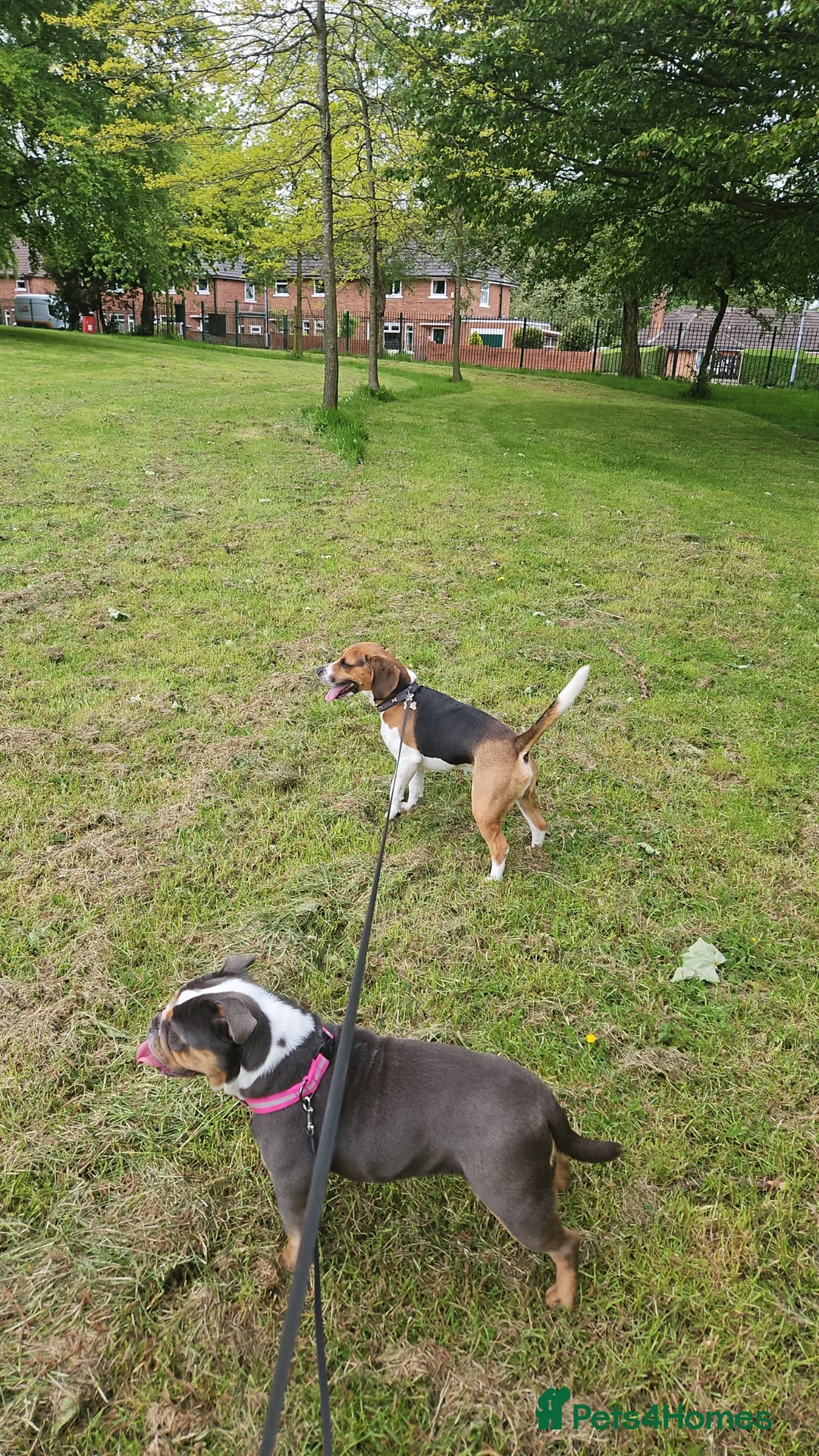 Olde English Bulldogge dogs for sale: Old english bulldog 19 months old in Stoke-on-Trent - Advert 2