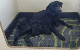Labrador Retriever dogs for sale: KC Reg Fully Health Tested Black Labrador Puppies - Image 29