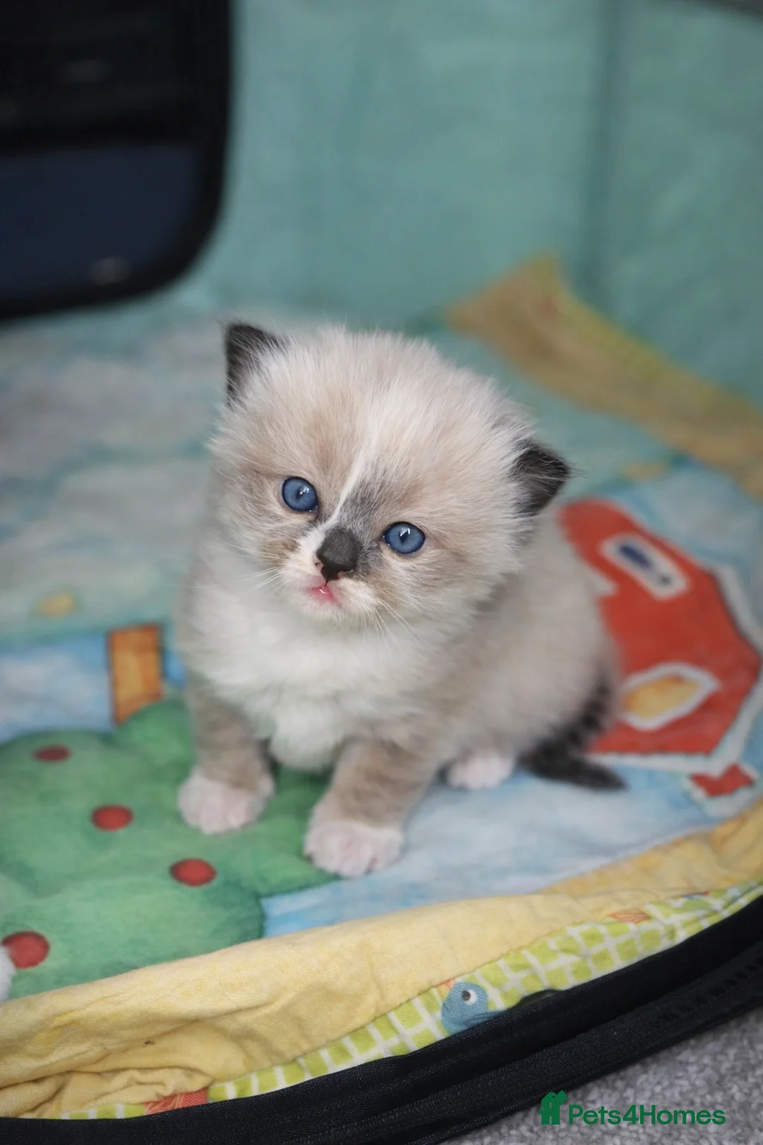 Ragdoll cats for sale: Microchipped Ragdoll Pedigree Kittens in Doncaster - Advert 13