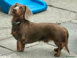 Dachshund dogs for stud: STUD đź’™Miniature dachshund Isabelle long hair - Advert 1