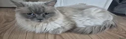 Ragdoll cats for sale: GCCF Reg. Ragdoll Kittens, Champion Bloodlines - Advert 28