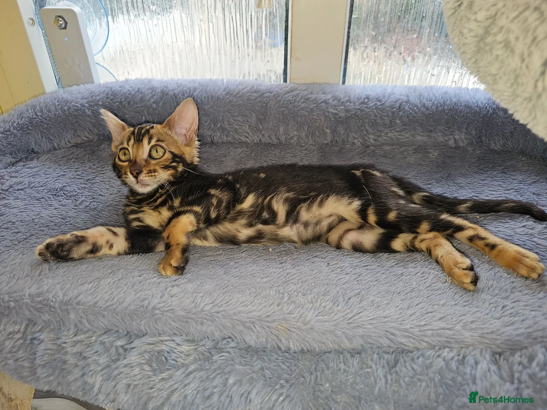 Bengal cats for sale: Bengal Kittens(Silk marble bengal available) - Advert 2