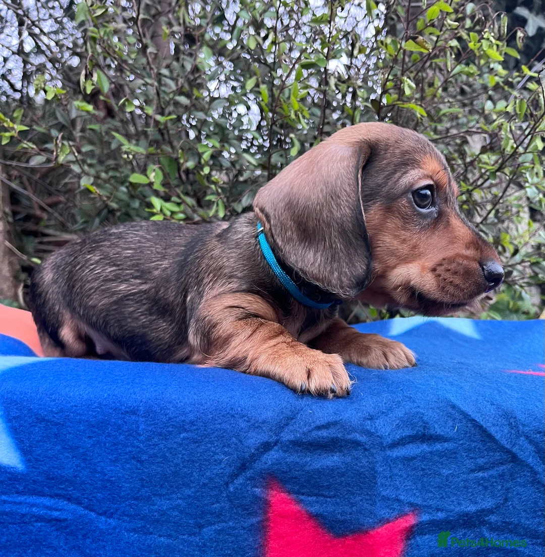 Miniature Dachshund dogs for sale: Health tested KC Miniature Wire Dachshunds - Advert 3