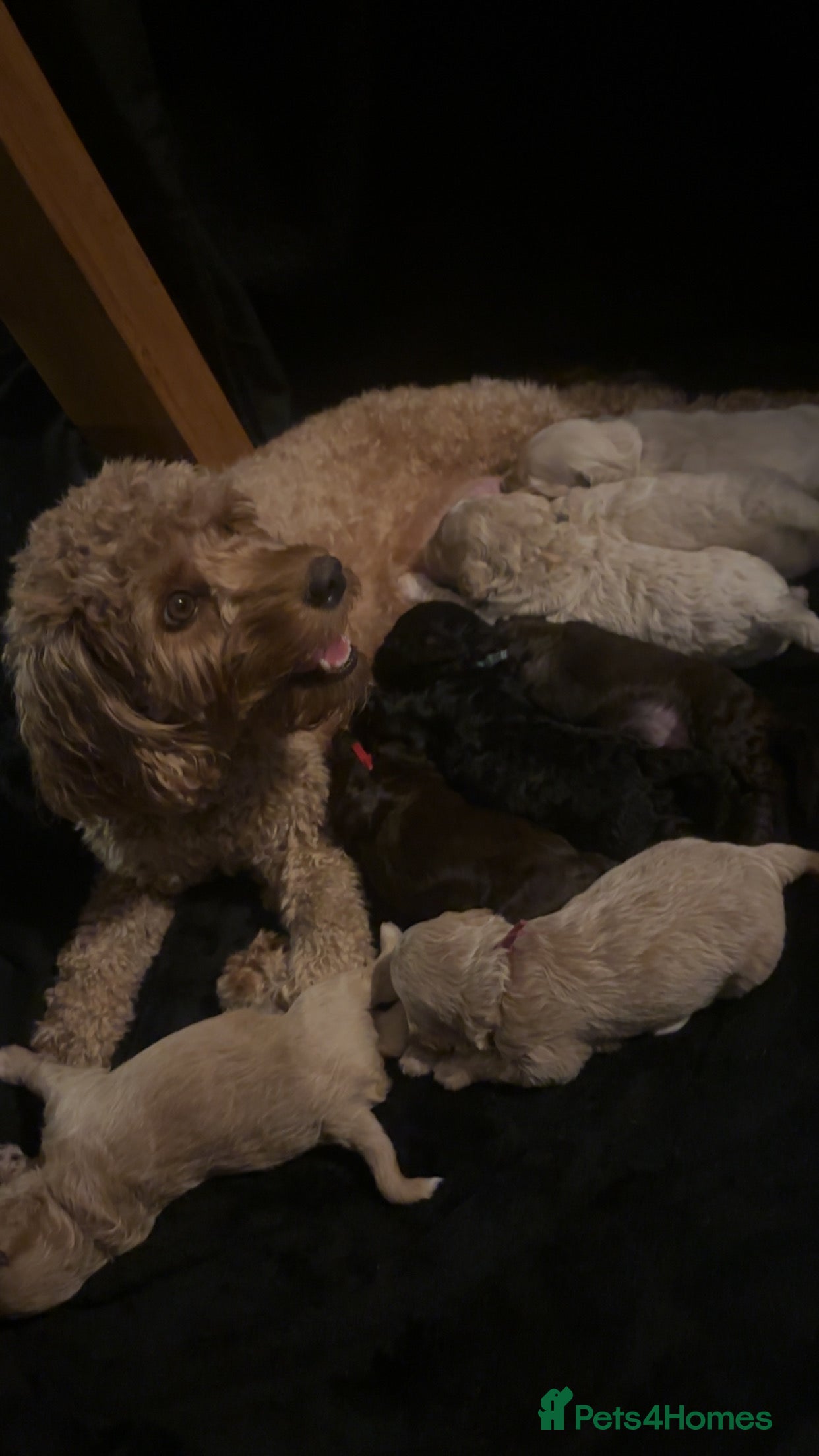 Cavapoo dogs for sale: F2B Cavapoos- Rare Chocolates & liver Noses ❤️🐾 - Advert 2