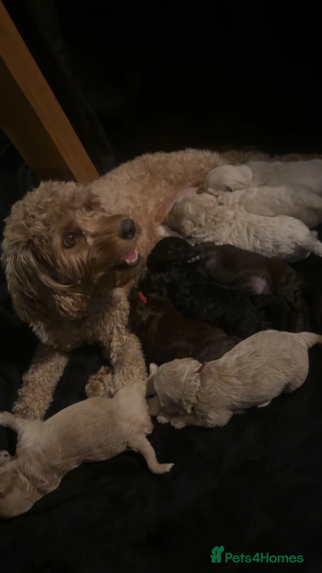 Cavapoo dogs for sale: F2B Cavapoos- Rare Chocolates & liver Noses ❤️🐾 - Advert 2