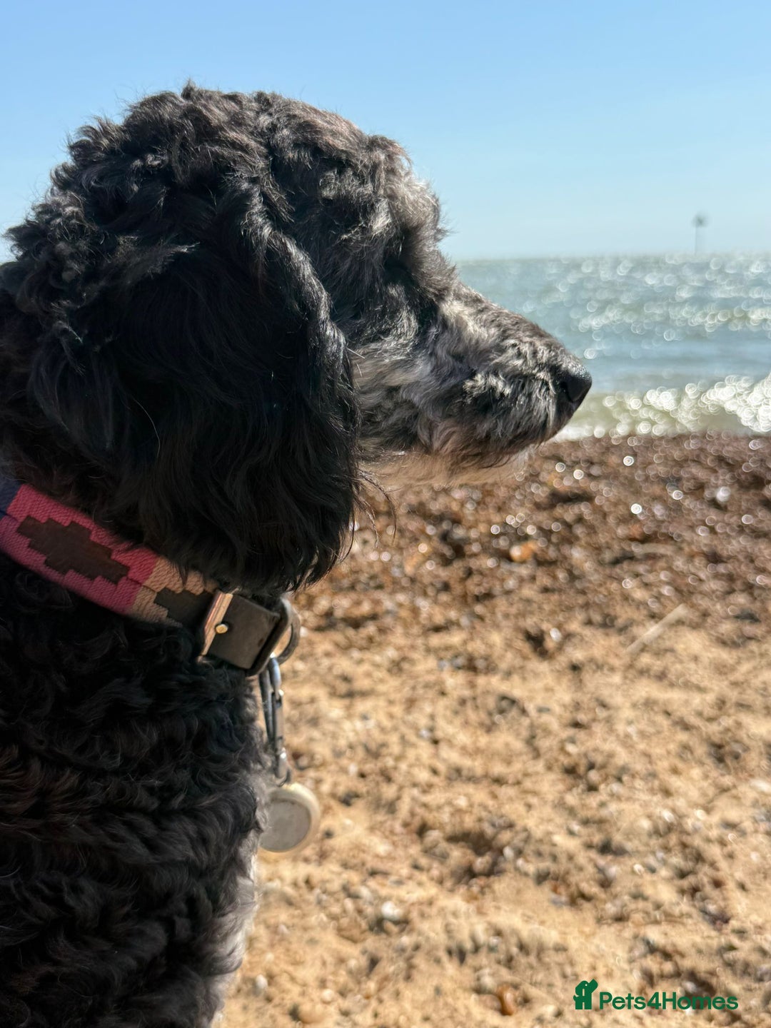 Labradoodle dogs for sale: Miniature Curly-Coated Teddybear Labradoodles  - Advert 40