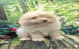 Pomapoo dogs for sale: 🩷ROSIE AND JIM💙 F1 POMAPOO BABIES - Image 2