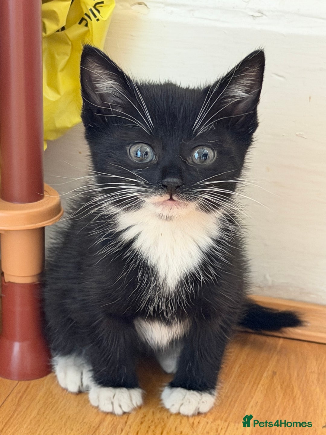Mixed Breed cats for sale: 🐾 Adorable Baby Cat  - Image 4