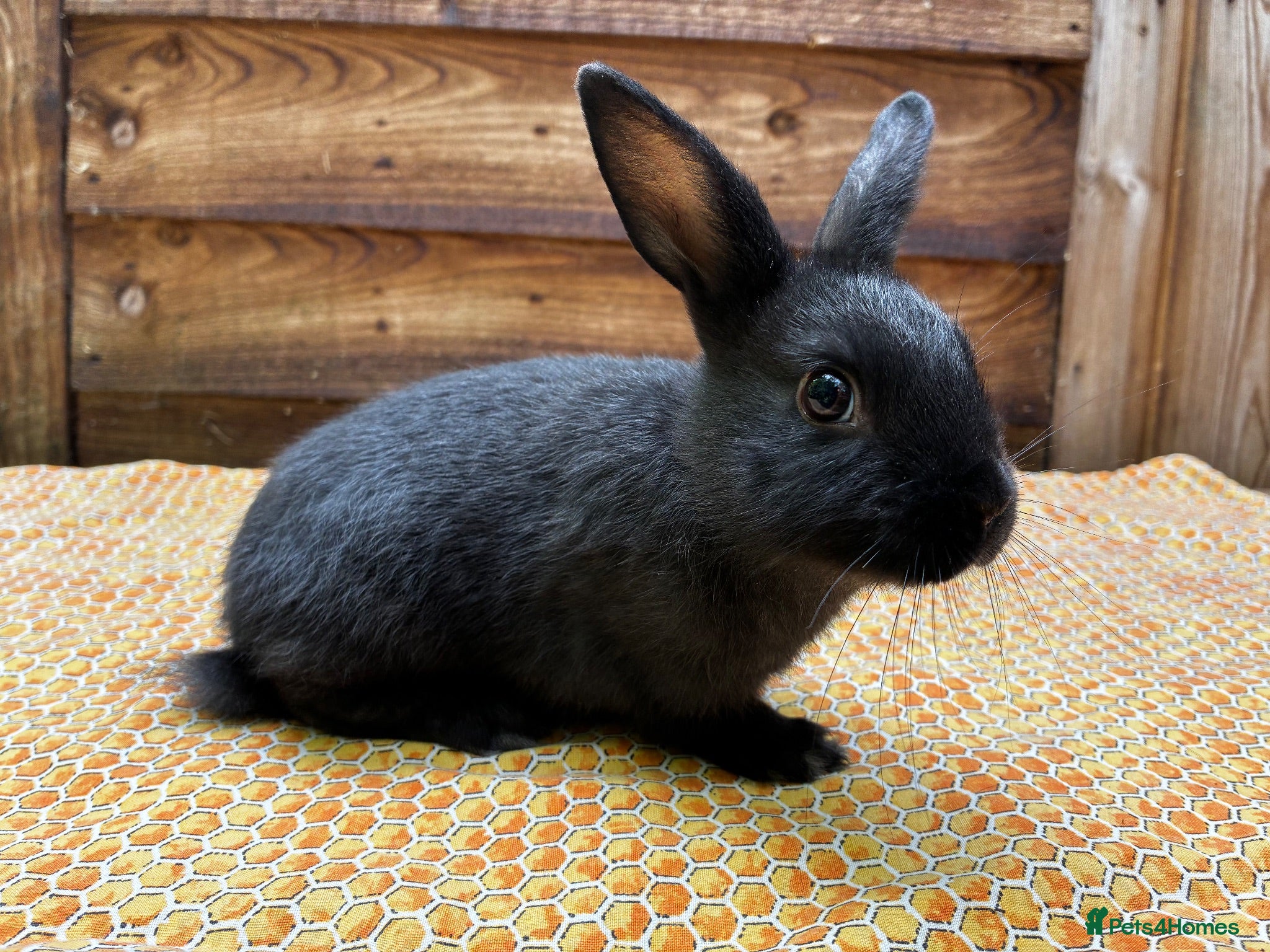 Mixed Breed rabbits Gorgeous Newzealand x Rex does  - Advert 1
