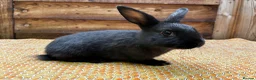 Mixed Breed rabbits for sale: Gorgeous Newzealand x Rex does  - Advert 1