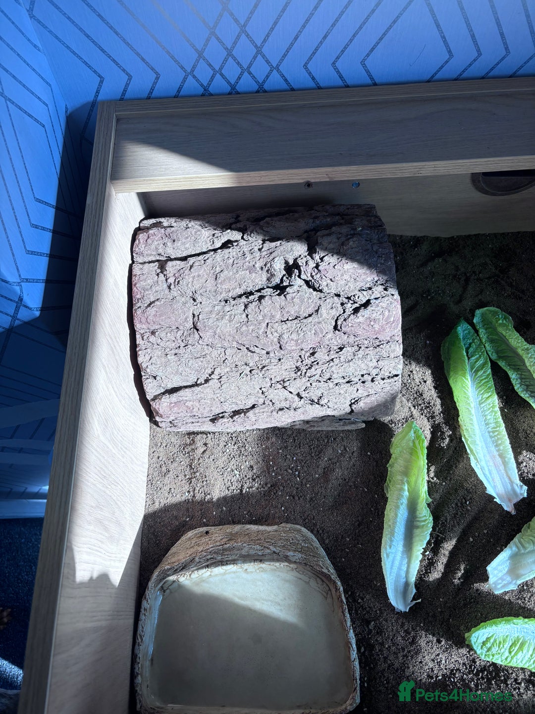 Tortoise reptiles for sale: Tortiouses  - Image 7