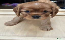 Cavalier King Charles Spaniel dogs for sale: Kc Cavalier King Charles Spaniel pups DNA tested  - Image 24