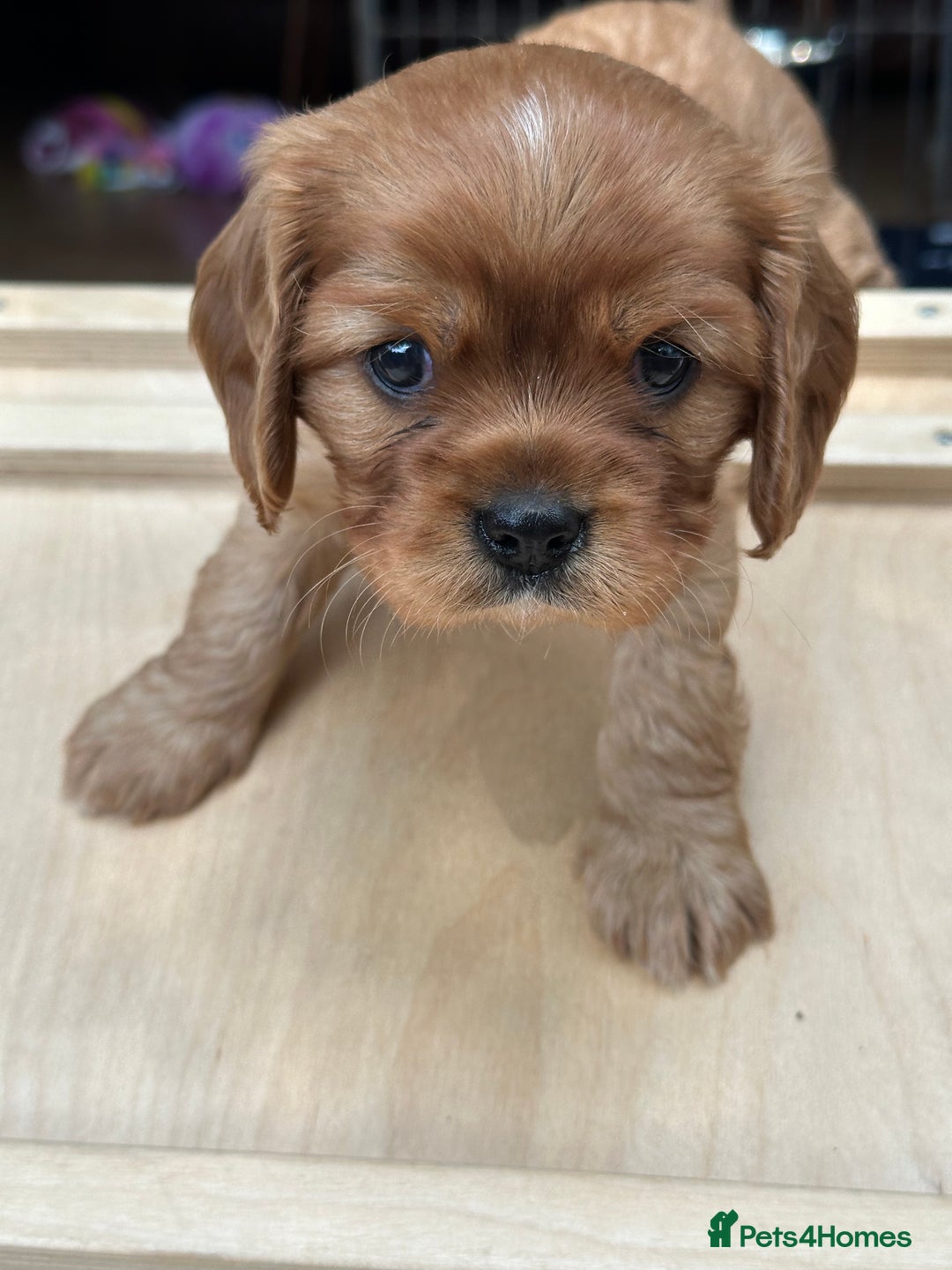 Cavalier King Charles Spaniel dogs for sale: Kc Cavalier King Charles Spaniel pups DNA tested  - Image 24