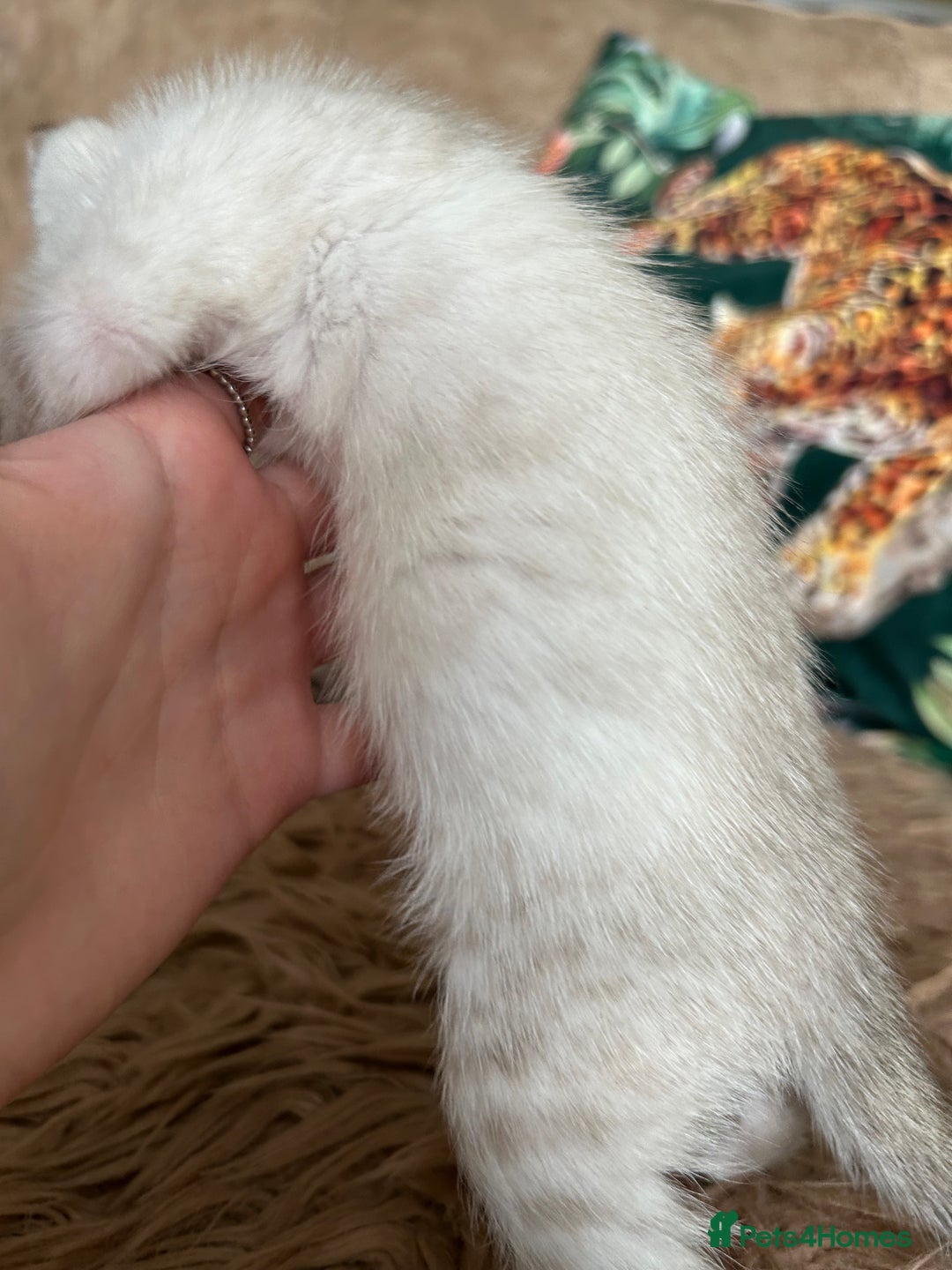 Bengal cats for sale: ❤️ PURE BENGAL KITTENS ❤️ - Image 11