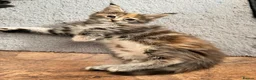 Maine Coon cats for sale: ❤️ Maine Coon kittens TICA registered ❤️ - Advert 8