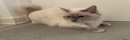 Ragdoll cats for sale: TICA Pedigree Ragdolls Kittens  - Advert 3