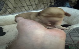 Cockapoo dogs for sale: Cockerpoo pups - Image 8