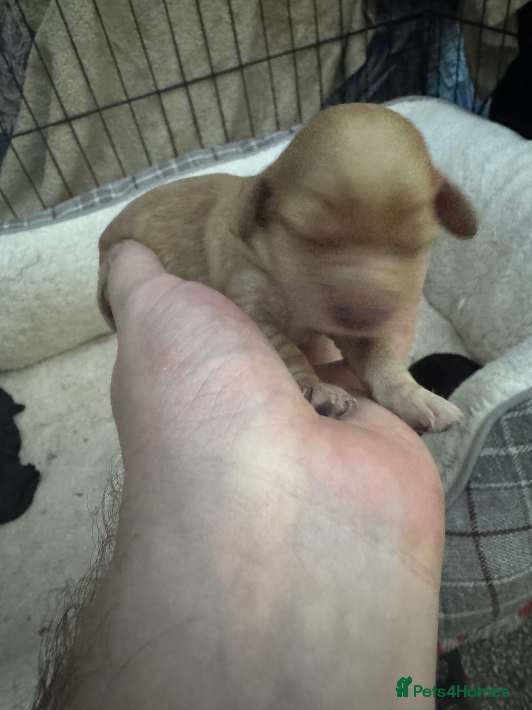 Cockapoo dogs for sale: Cockerpoo pups - Image 8