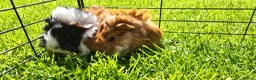 Guinea Pig rodents for sale: Mixed Guinea pigs adult sows and young boars - Advert 1