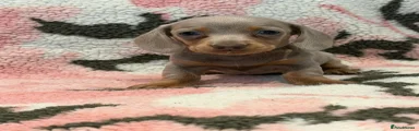 Miniature Dachshund 3