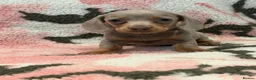 Miniature Dachshund dogs for sale: STUNNING MINIATURE DACHSHUND PUPS - Advert 4