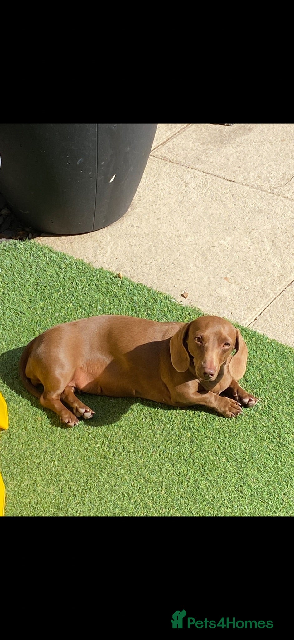 Miniature Dachshund dogs Miniature dachshund male  - Advert 2