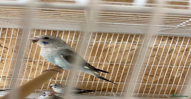 Budgerigars birds - Advert 2