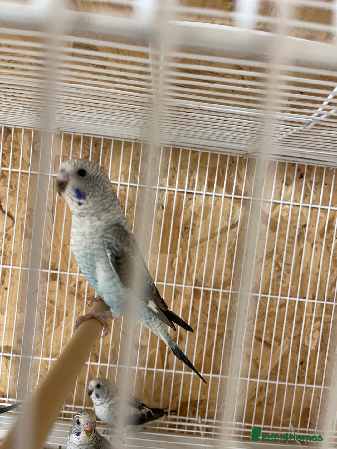 Budgerigars birds for sale: Black wing budgies forsale - Image 2