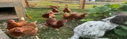 Chickens poultry for sale: Warren Pullets in Bala - Advert 10