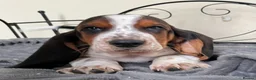 Basset Hound dogs for sale: KC Registered Basset Hound puppy for sale - Advert 5