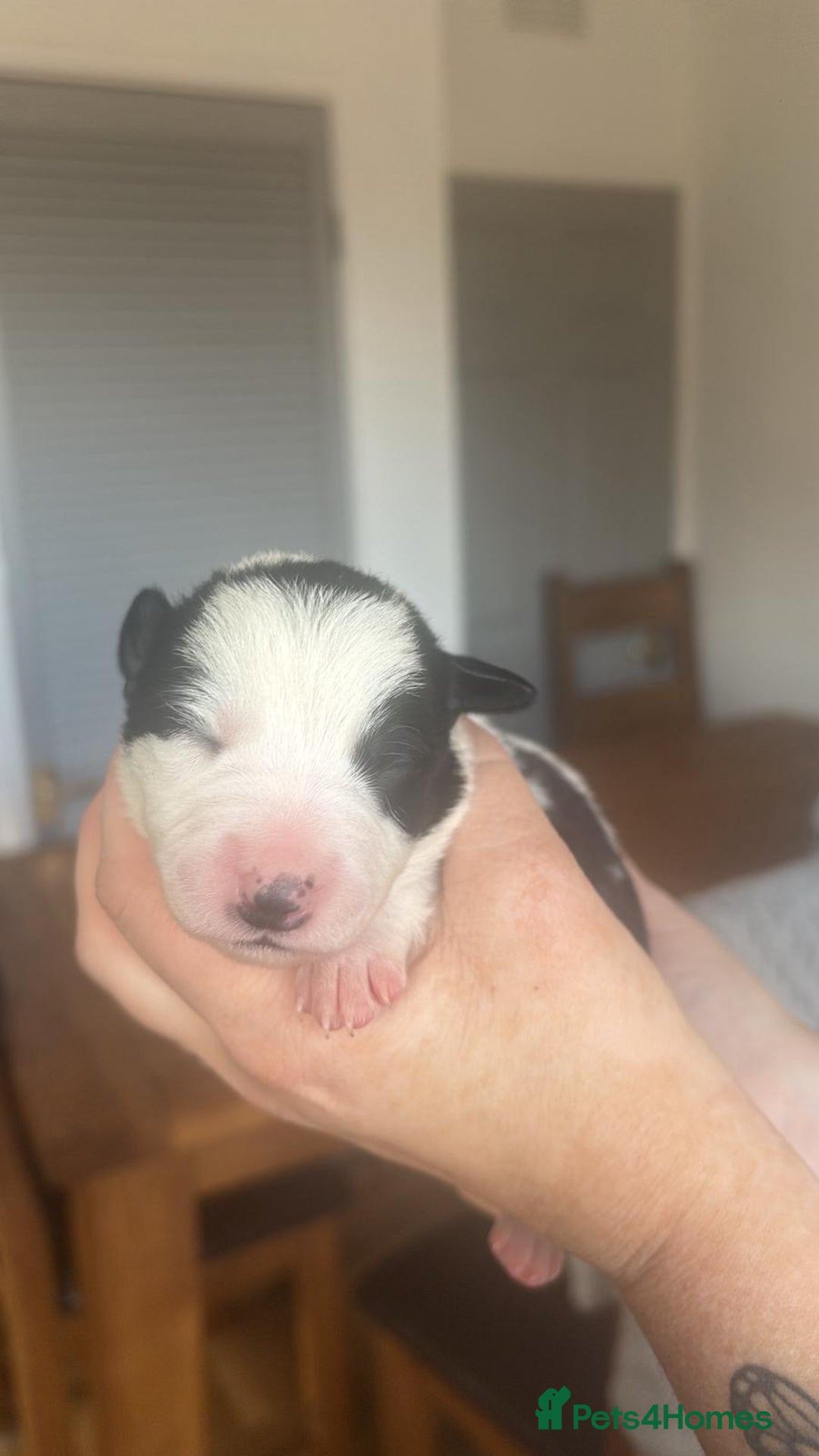 Border Collie dogs for sale: ✨ 6 beautifully marked border collie puppies ✨ - Advert 8