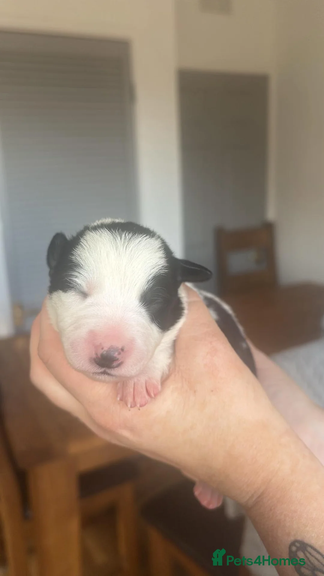 Border Collie dogs for sale: ✨ Last remaining border collie puppy ✨ - Advert 8