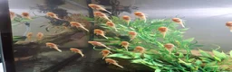 Plecos fish for sale: L144 Blue eyed lemon bristlenose pleco  - Advert 2