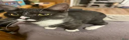 Mixed Breed cats for sale: Short haired Male cat  - Advert 4