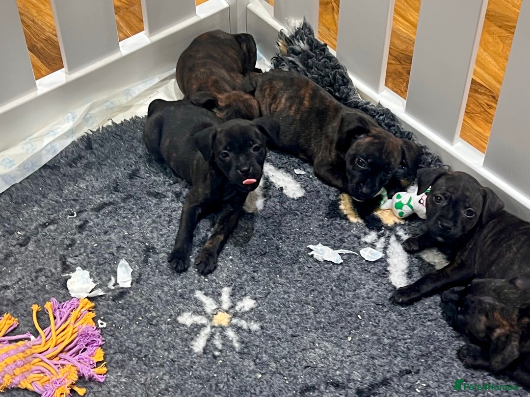 Staffordshire Bull Terrier dogs for sale: Brindle Stafford puppies 🐾🧡🖤 - Advert 9