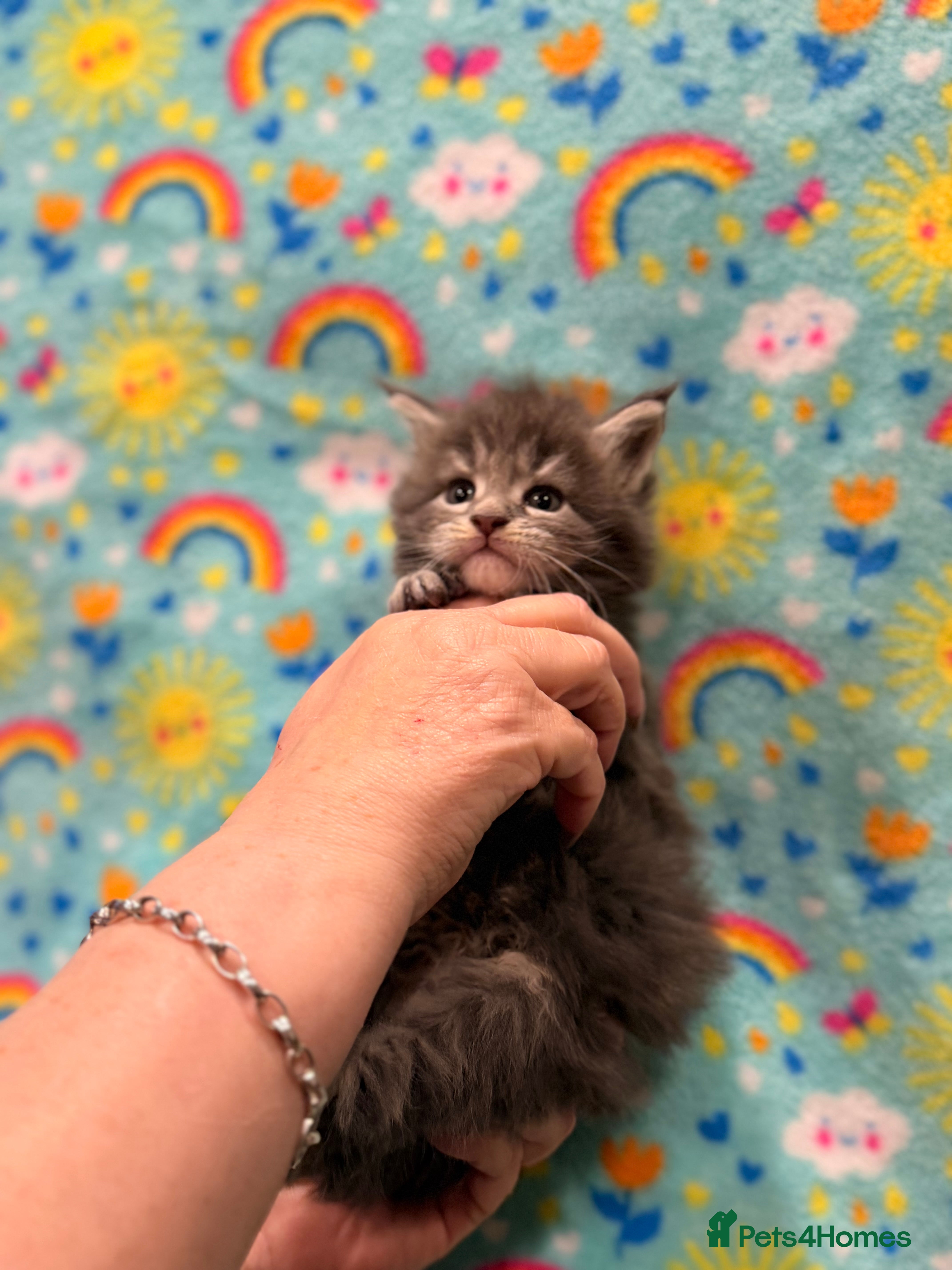 Maine Coon cats 🐾DNA CLEAR MAINE COON CUBS🐾 - Advert 14