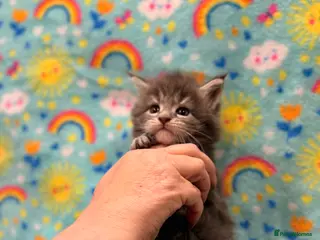 Maine Coon cats 🐾DNA CLEAR MAINE COON CUBS🐾 - Advert 14